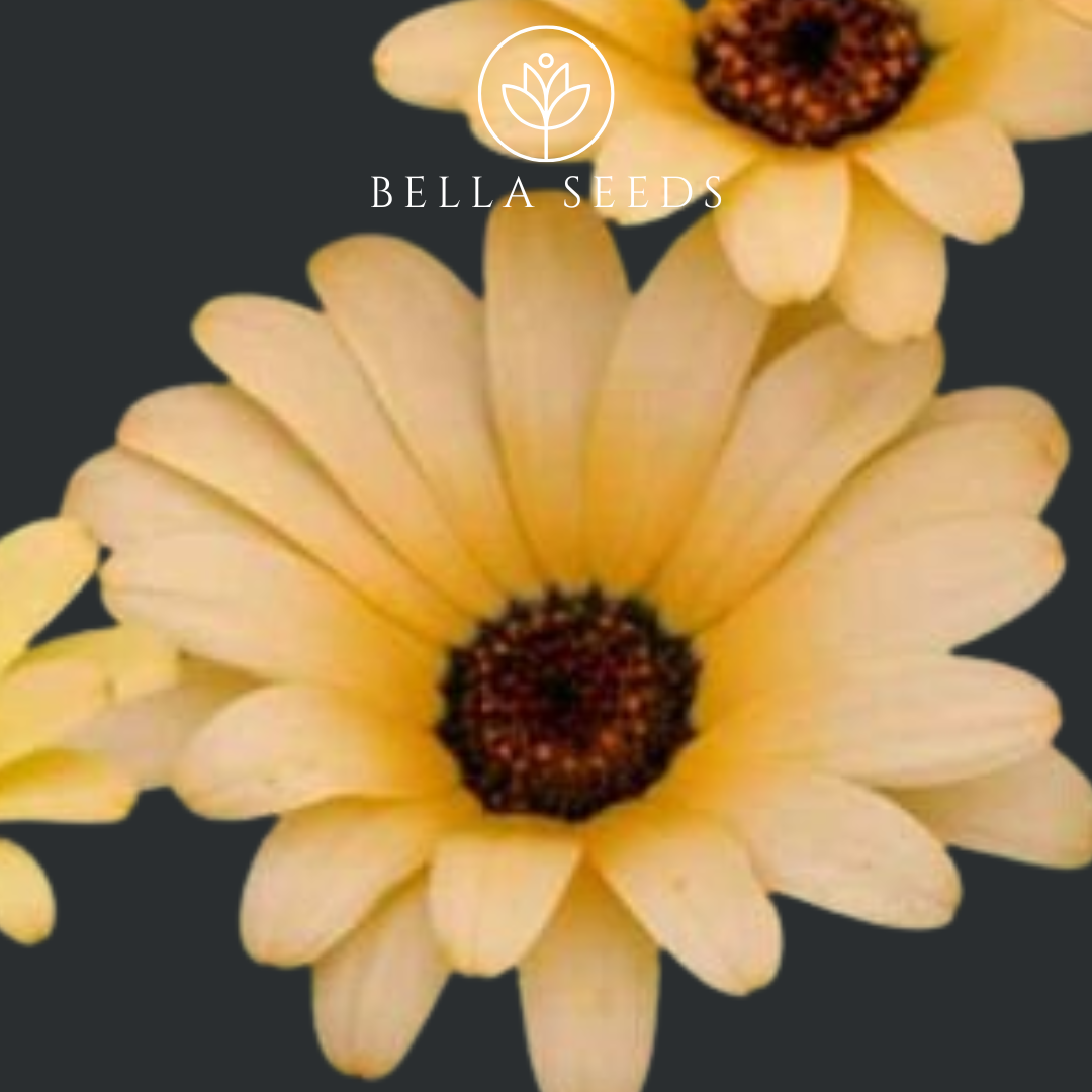 African Daisy Salmon