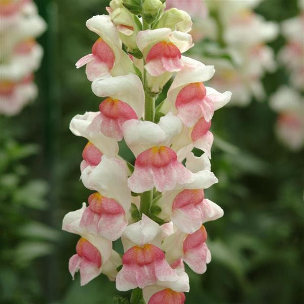 Appleblossom Snapdragon