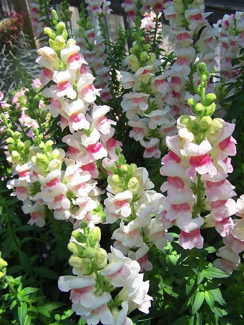 Appleblossom Snapdragon
