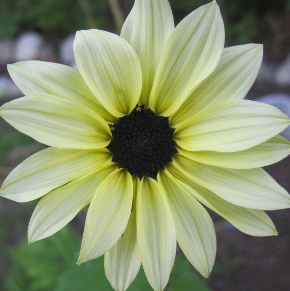 Sunflower Vanilla Ice