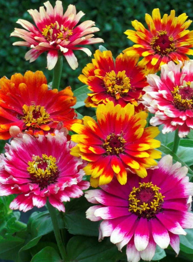 Zinnia Whirligig Mix