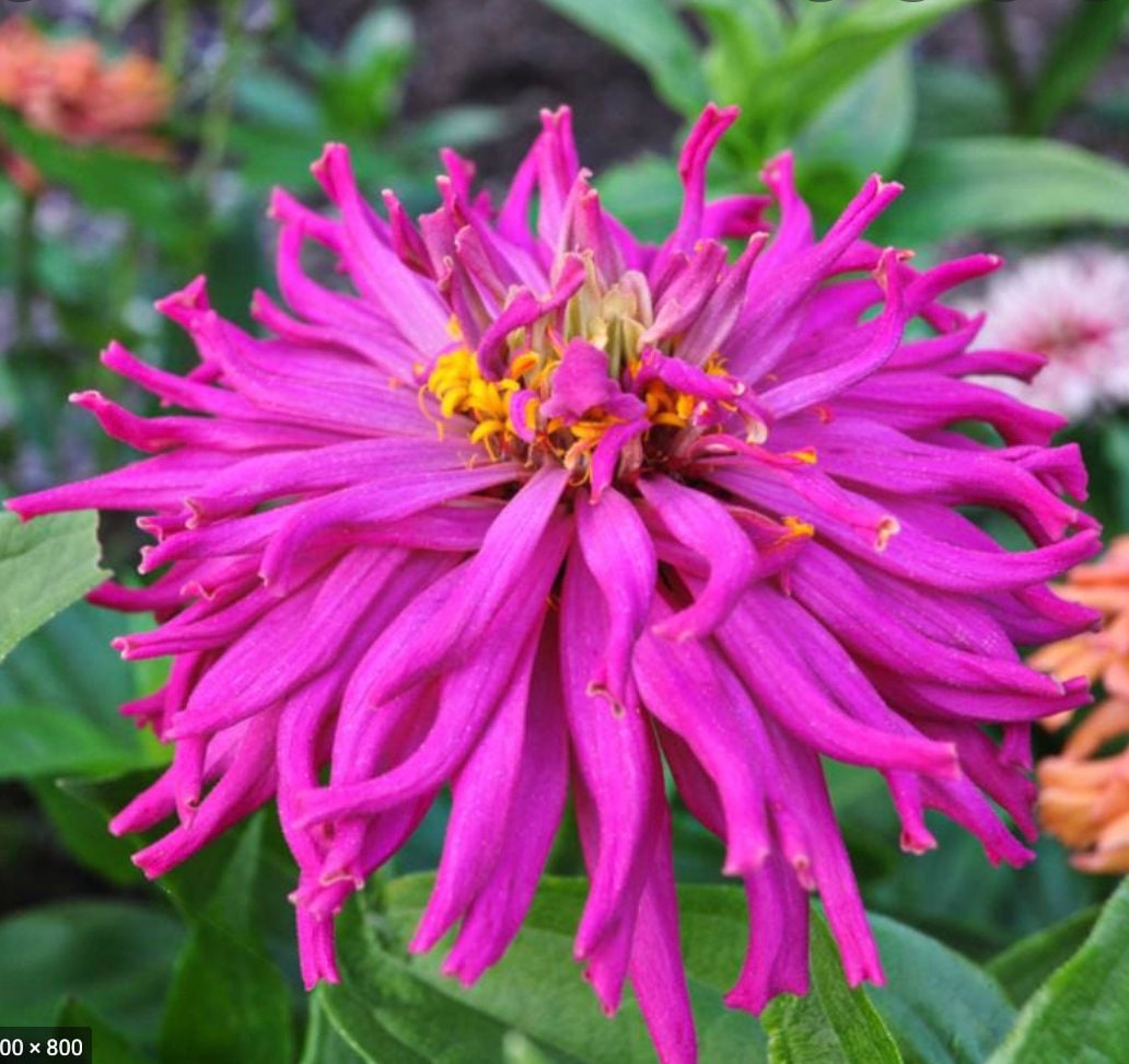 Zinnia Cactus Flower Mix