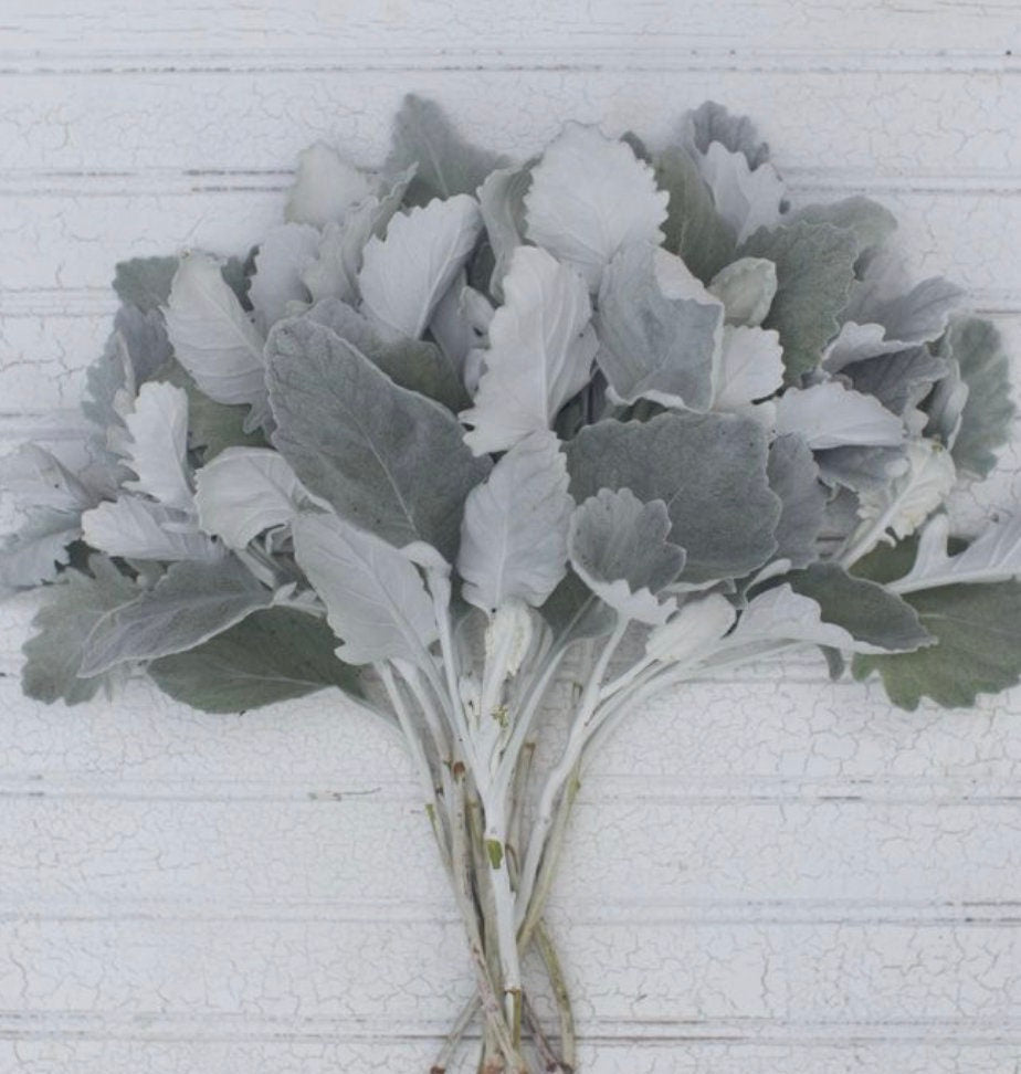 Dusty Miller New Look