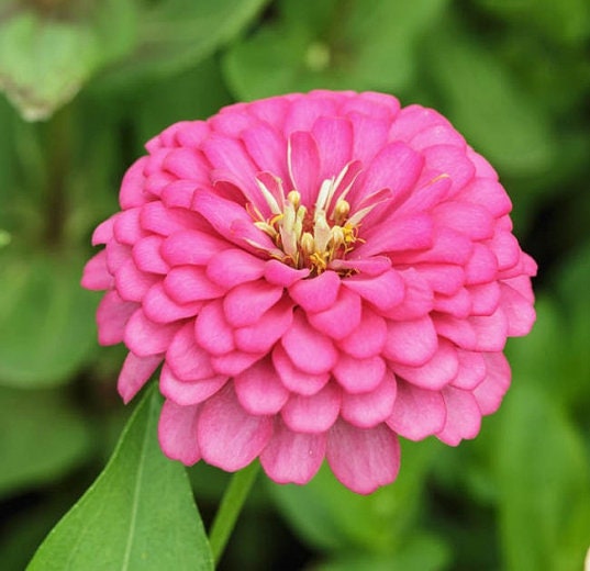 Zinnia Benary's Giant Bright Pink