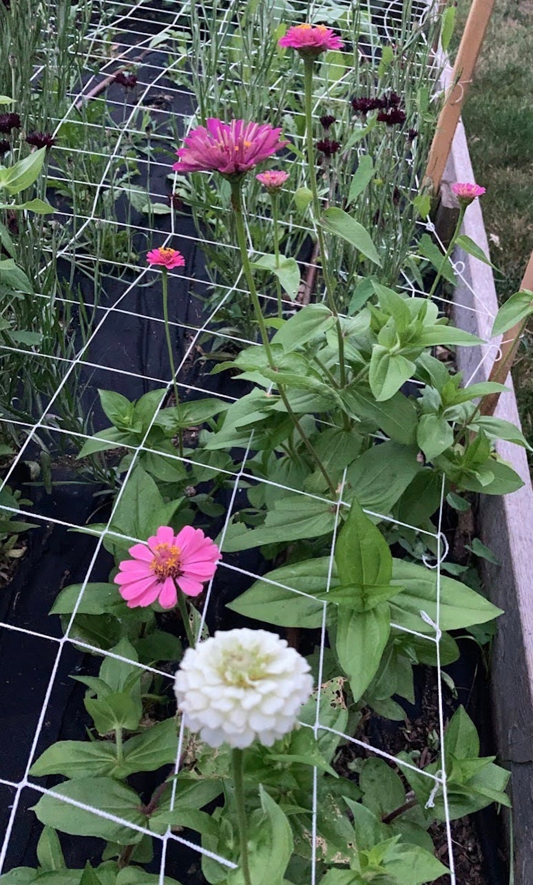 Zinnia Lilliput Mix