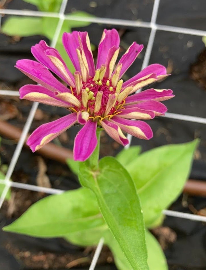Zinnia Lilliput Mix