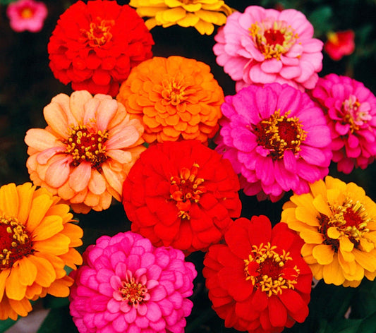Zinnia Lilliput Mix