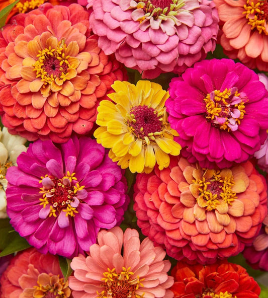 Zinnia Cut and Come Again Mix