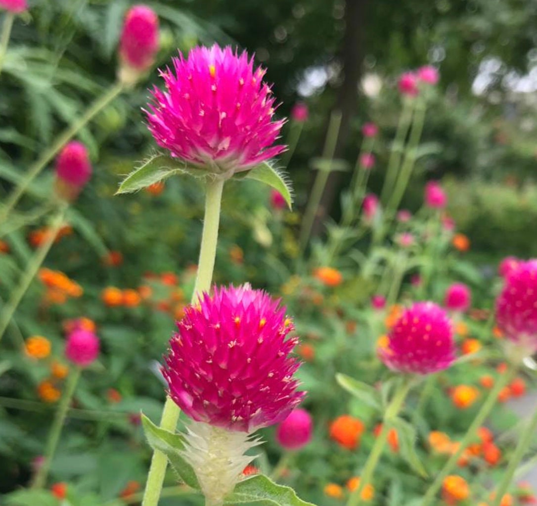 Gomphrena QIS Carmine