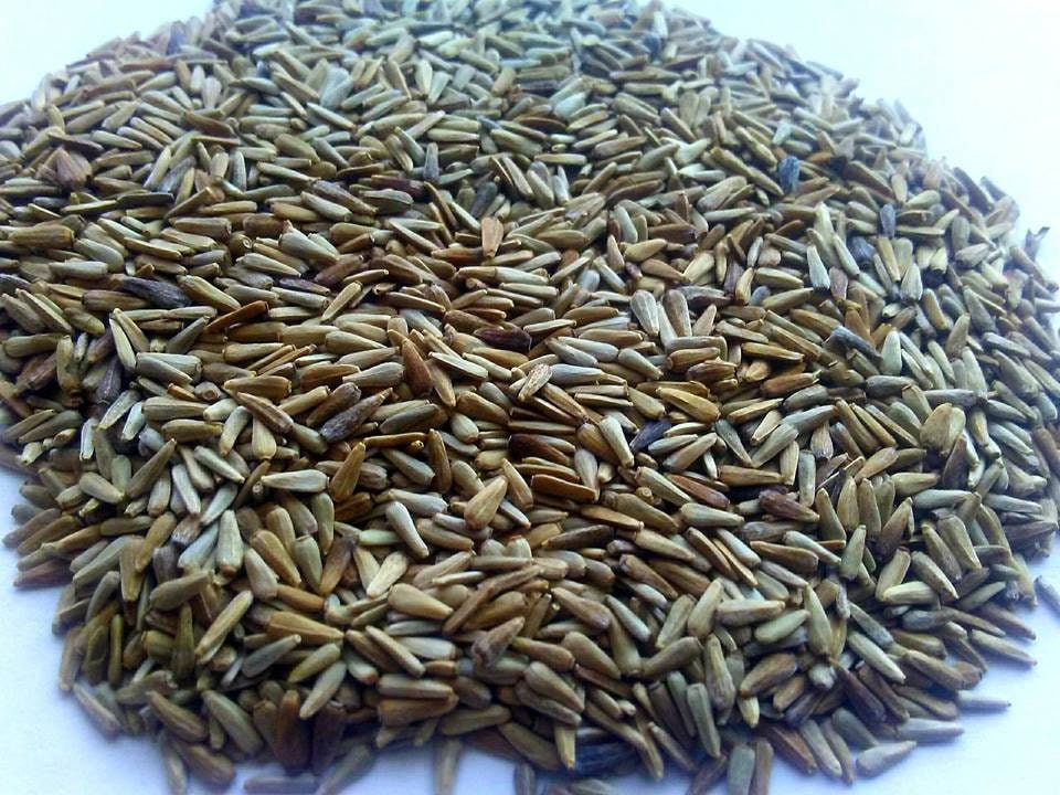 China Aster Powder Puff Mix