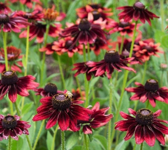 Rudbeckia Cherry Brandy