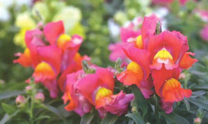 Snapdragon Dwarf Mix