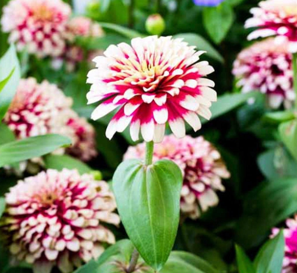 Zinnia Mazurkia