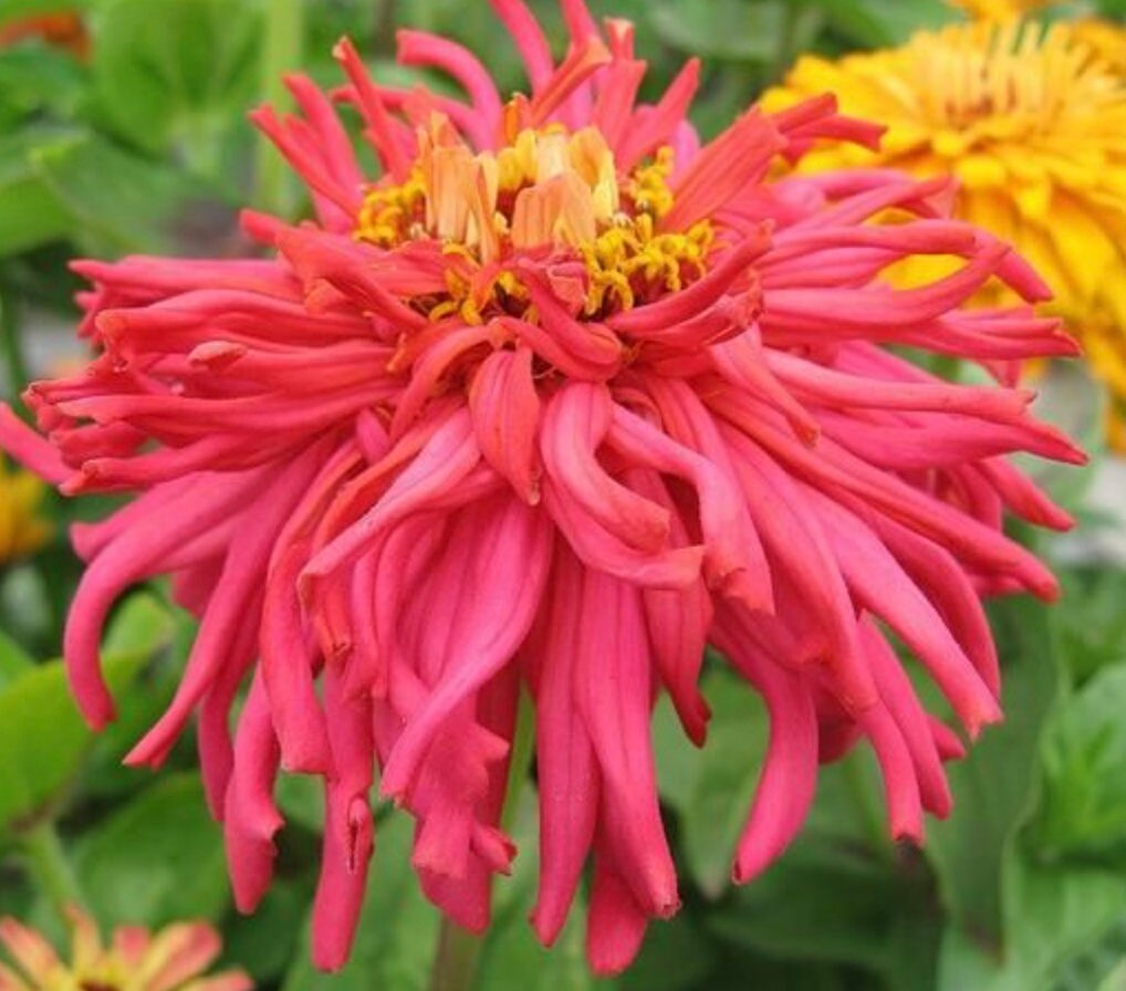 Zinnia Cactus Flower Mix