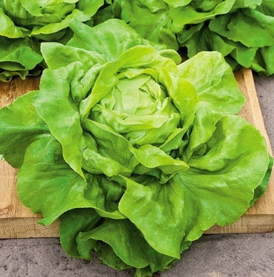 Buttercrunch Lettuce Seeds 1.5g (~750 seeds) ORGANIC, Heirloom Seeds - Open Pollinated, Non GMO, Heirloom Seeds, Lettuce Seeds, Vegetable