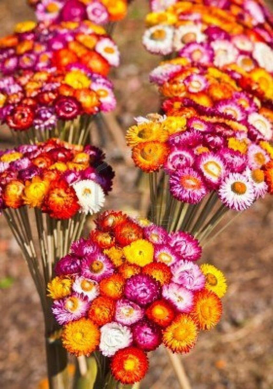 Strawflower Tall Double Mix