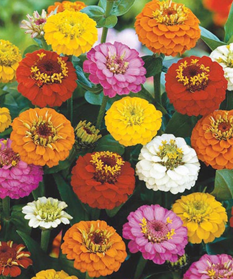 Zinnia Lilliput Mix