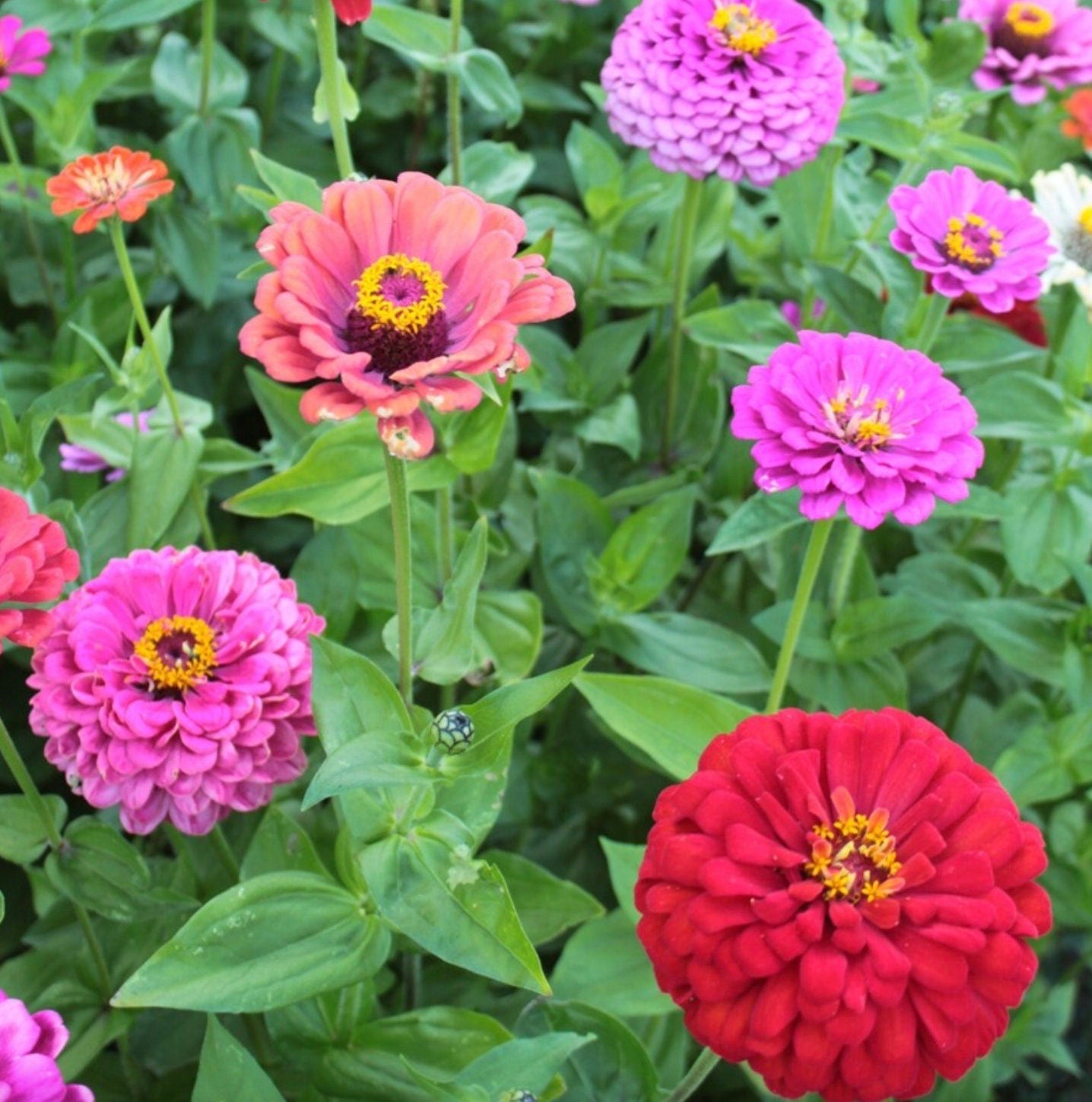 Zinnia Cut and Come Again Mix