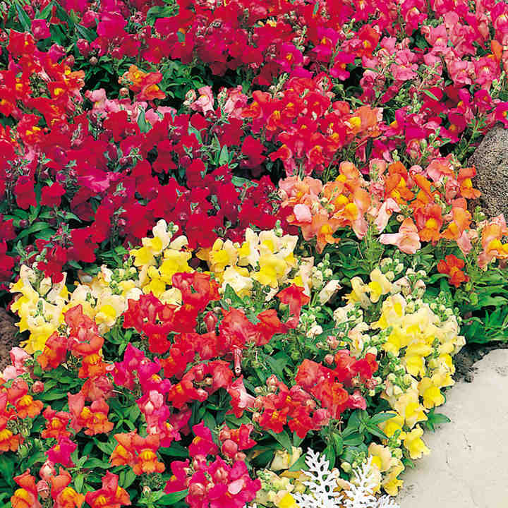Snapdragon Dwarf Mix