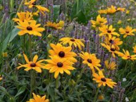 Rudbeckia Indian Summer