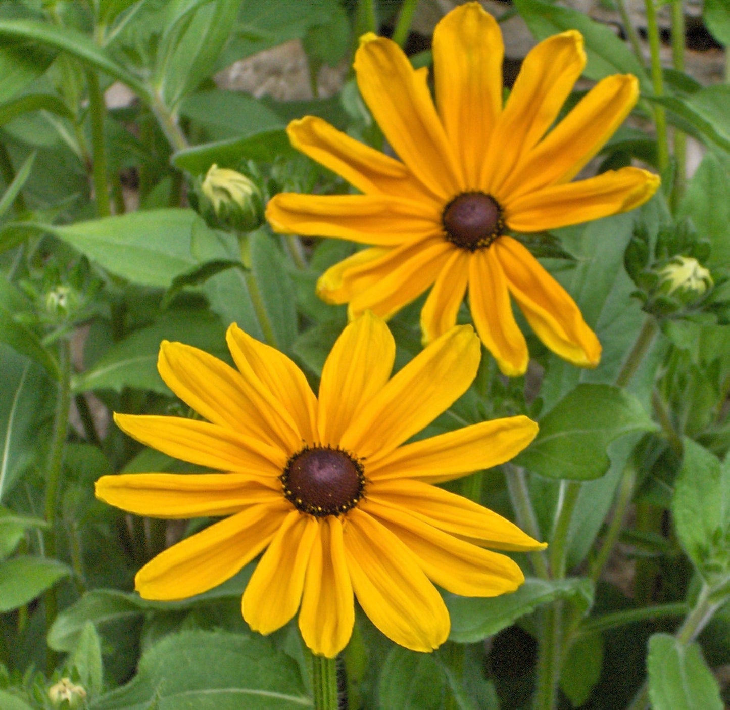 Rudbeckia Indian Summer