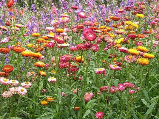 Strawflower Swiss Giant