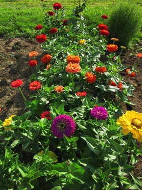 Zinnia California Giants