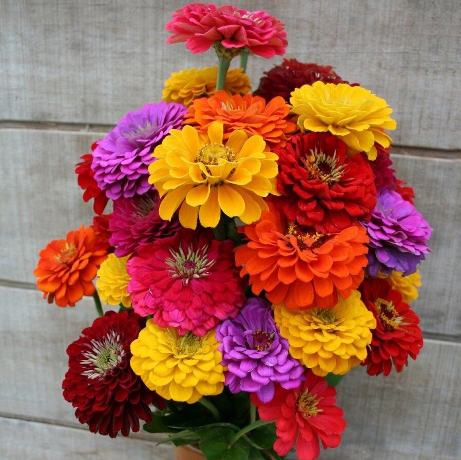 Zinnia California Giants 200+ Seeds (2g)