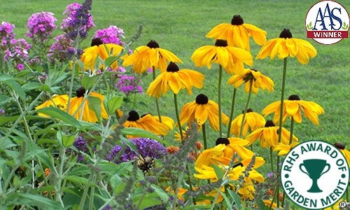 Rudbeckia Indian Summer