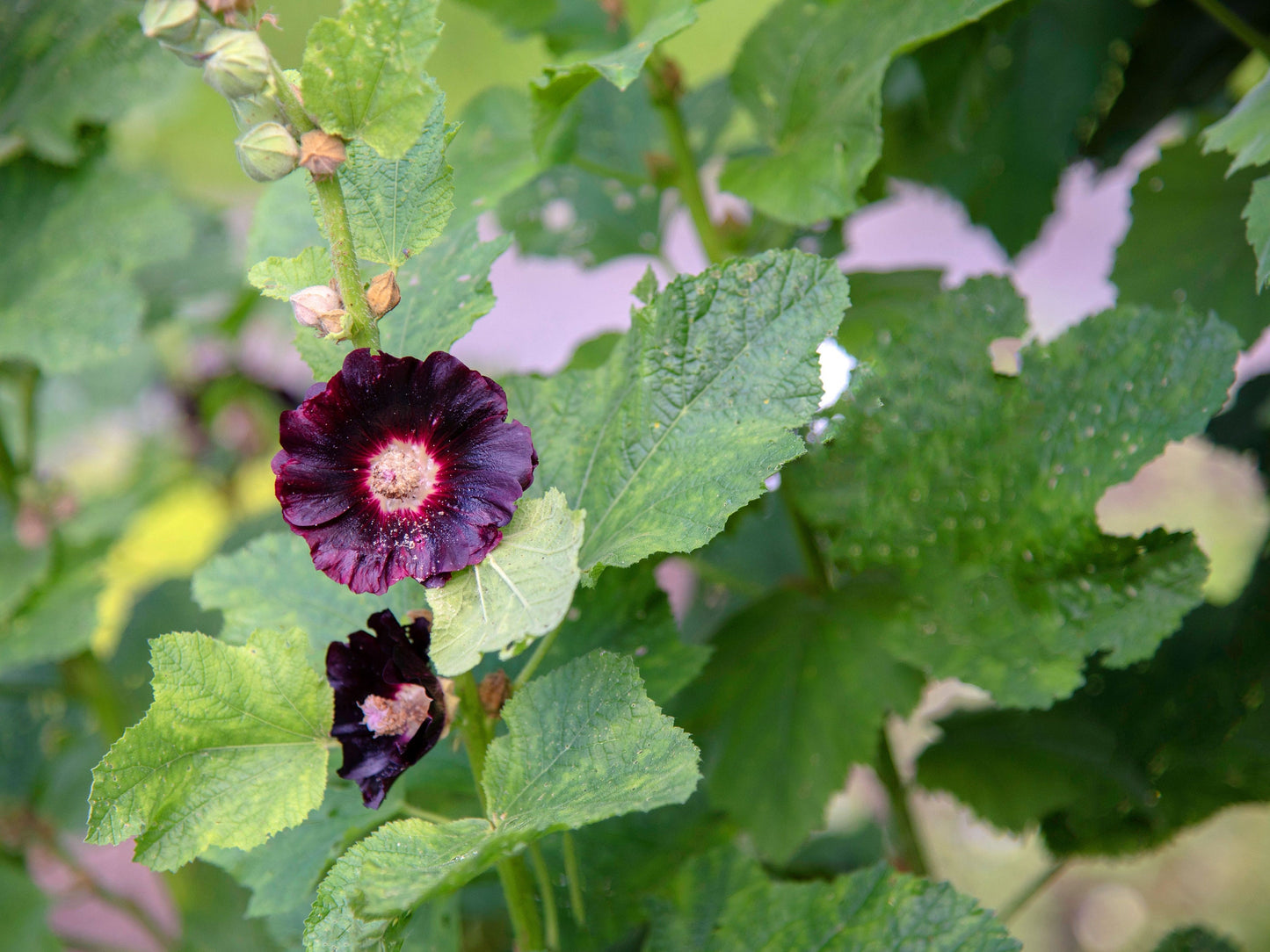 Hollyhock Nigra