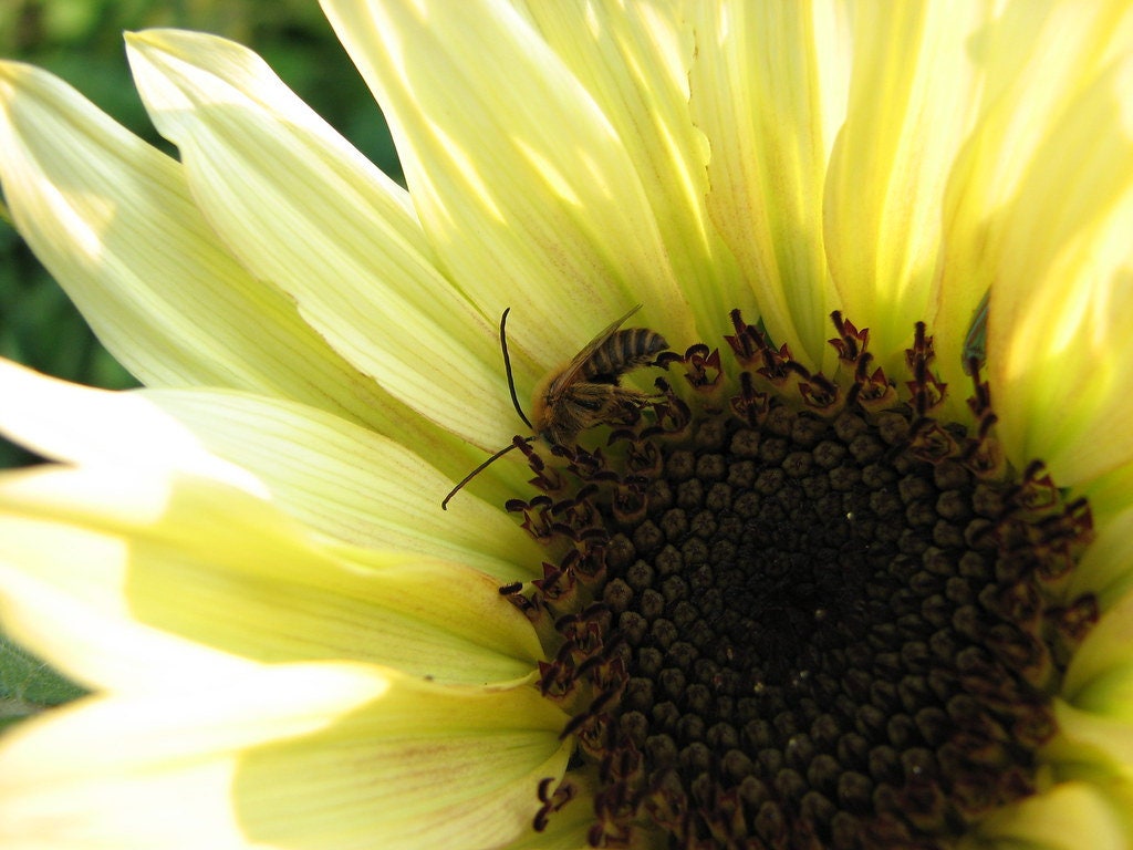 Sunflower Vanilla Ice