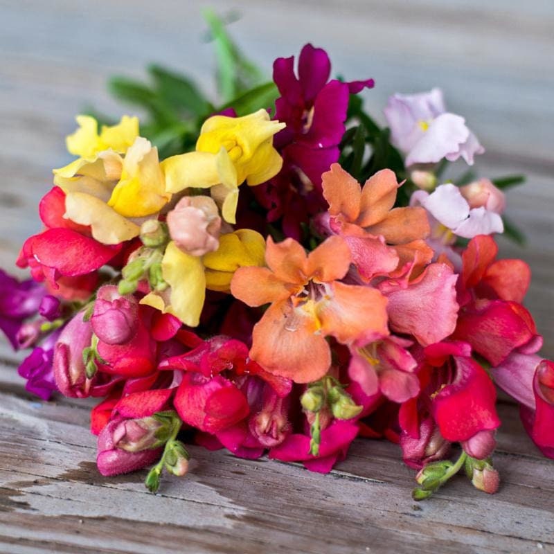Snapdragon Dwarf Mix