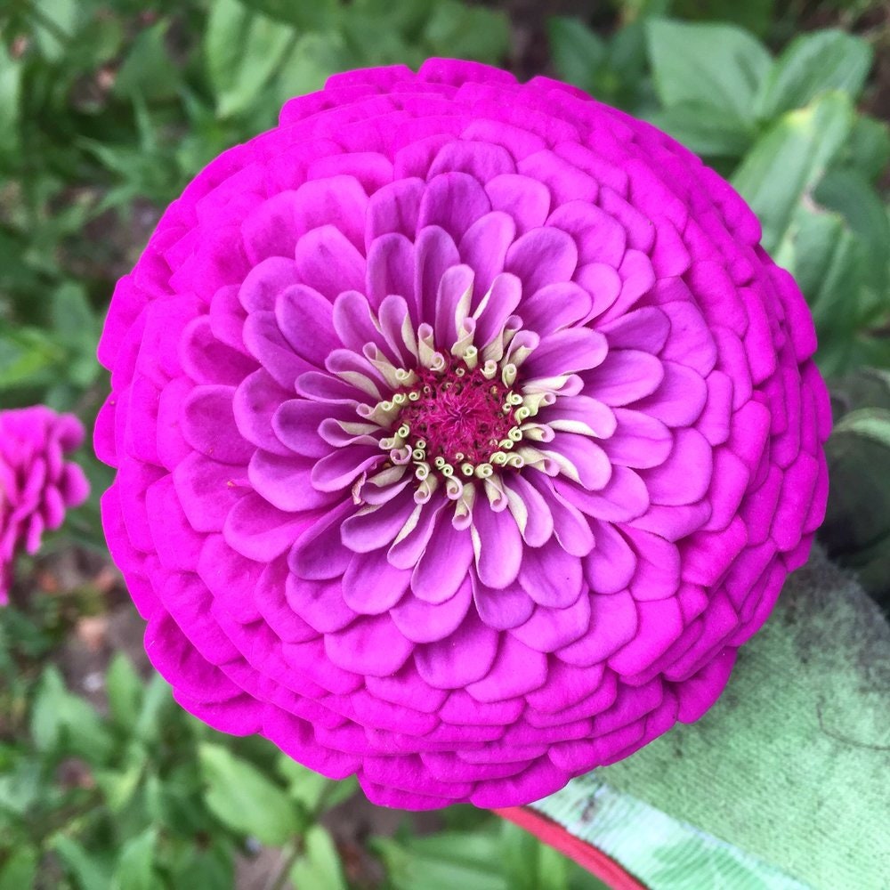 Zinnia Benary's Giant Purple