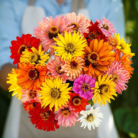 Zinnia Cactus Flower Mix