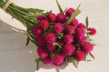 Gomphrena QIS Carmine