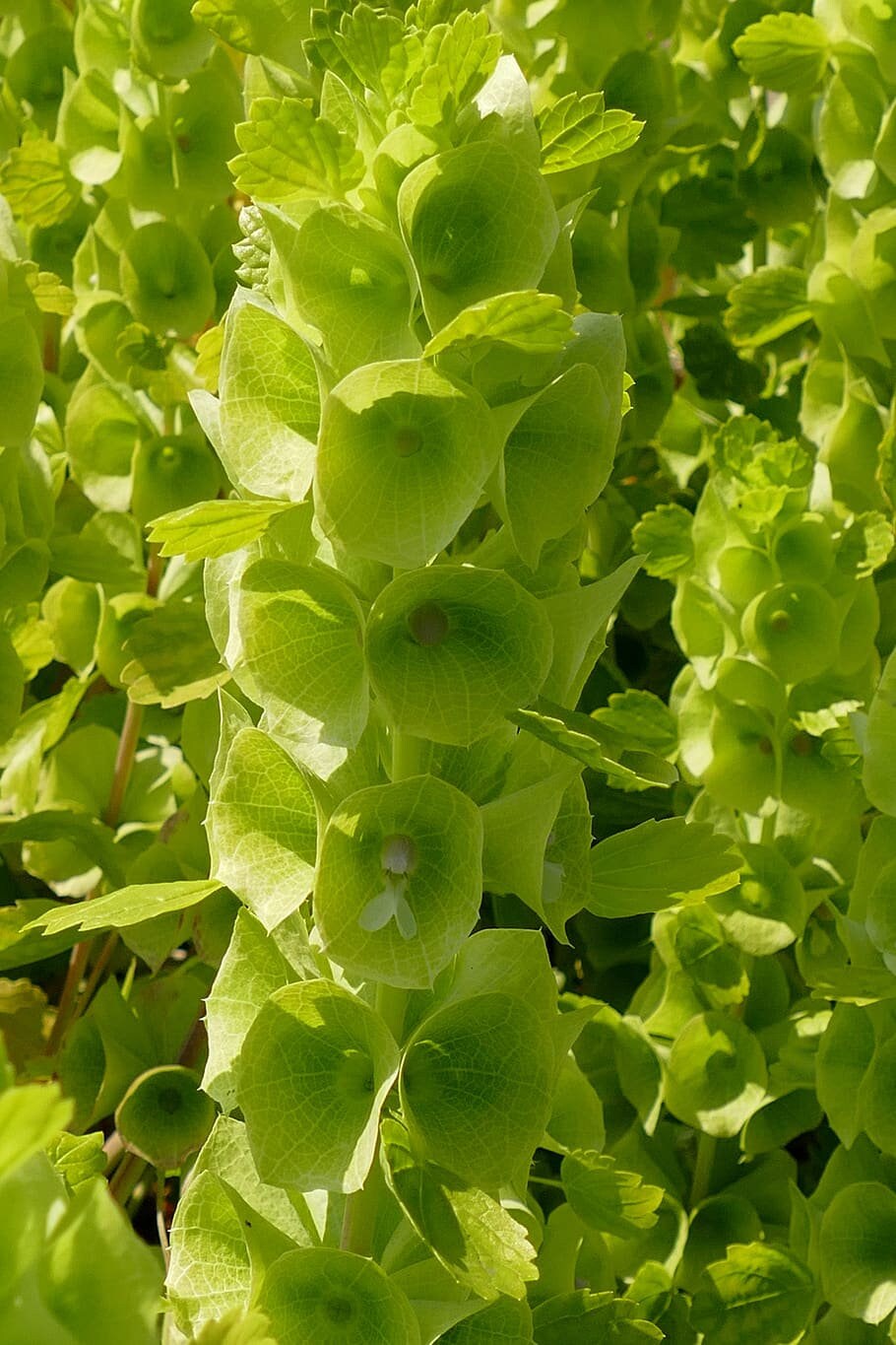 Bells of Ireland