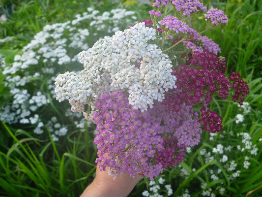 Yarrow Summer Berries