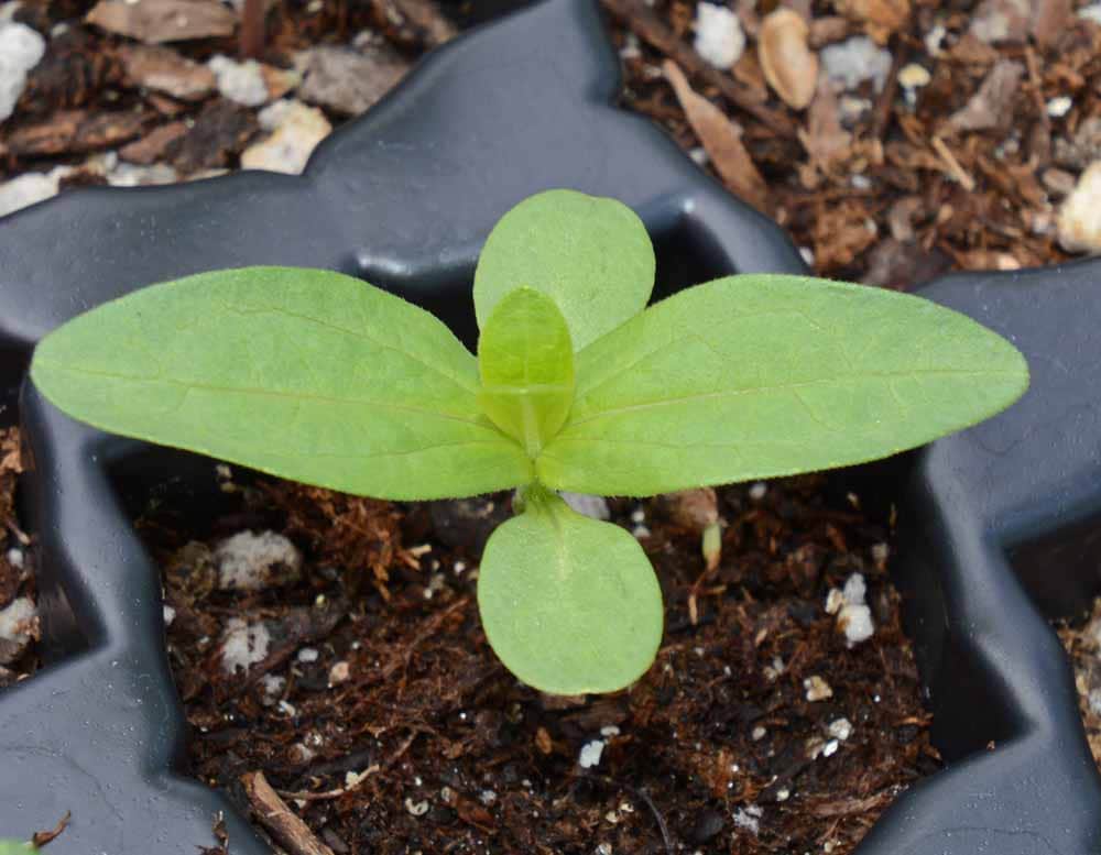 Zinnia Envy 50+ Seeds, Lime Green Heirloom Seeds, Chartreuse Cut Flower Seeds, Gift for Gardener, Double Zinnia, Rare Seeds
