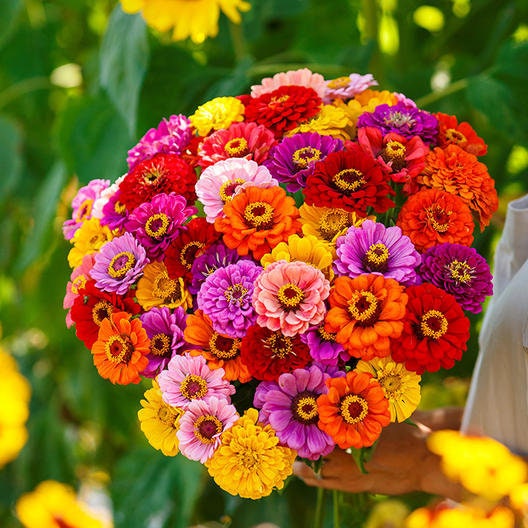 Zinnia California Giants Mix