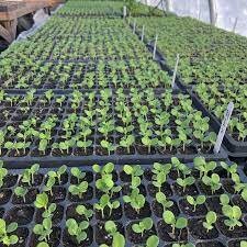 Stock Katz Cherry Blossom