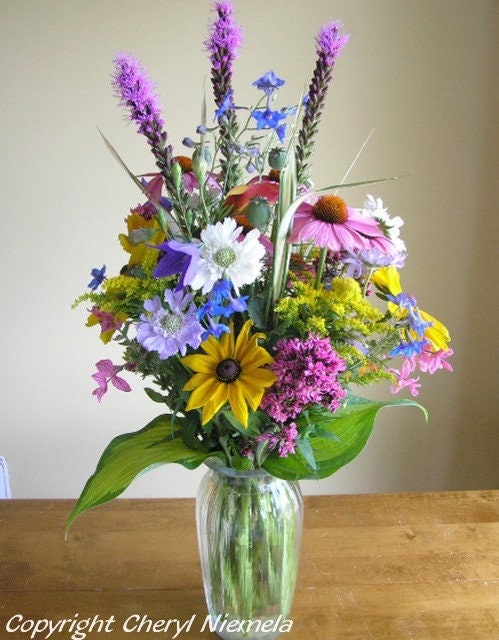 Rudbeckia Goldsturm
