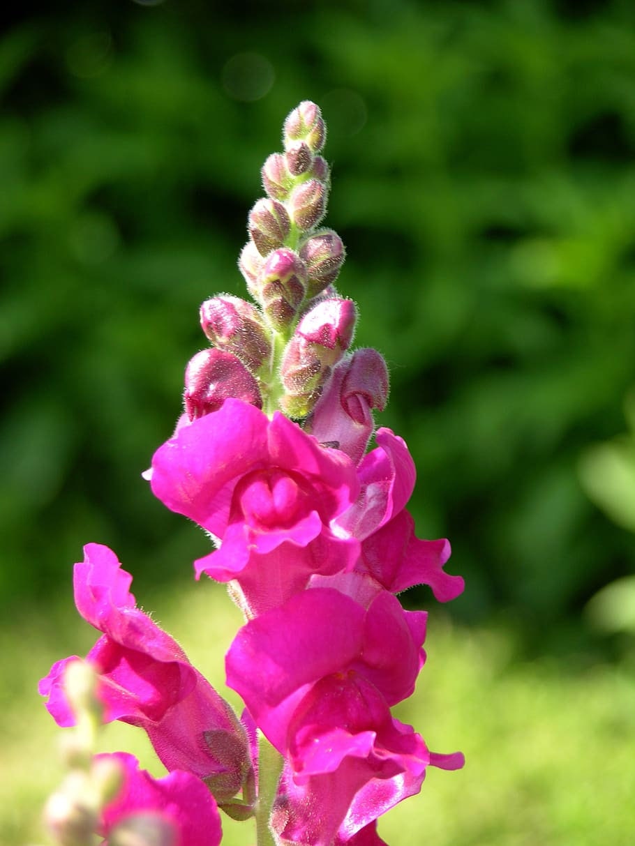 Snapdragon Chantilly Purple