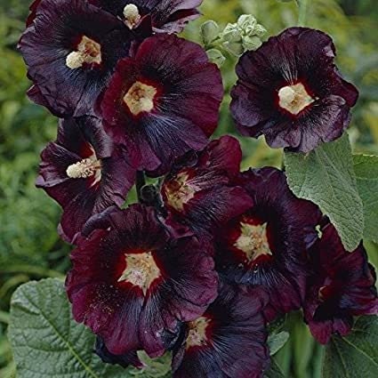 Hollyhock Black