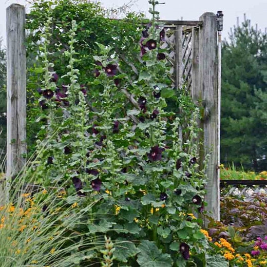 Hollyhock Nigra