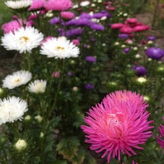 Aster Duchesse Formula Mix