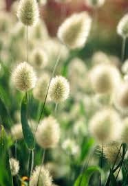 Bunny Tails Ornamental Grass 50 Seeds, Dried Flower Seeds, Bouquet Filler, Wedding Flowers, Cut Flowers