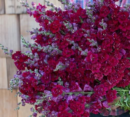 Snapdragon Madame Butterfly Red