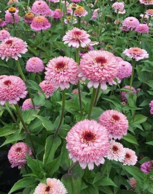 Zinnia Zinderella Lilac
