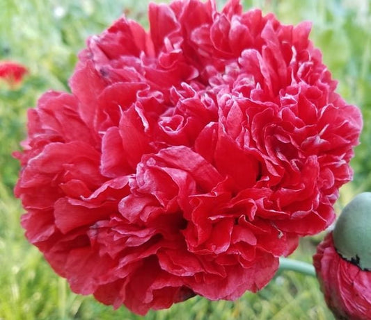 Poppy Lucille Peony Organic