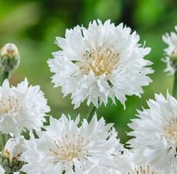 Bachelor's Button Cornflower White Ball